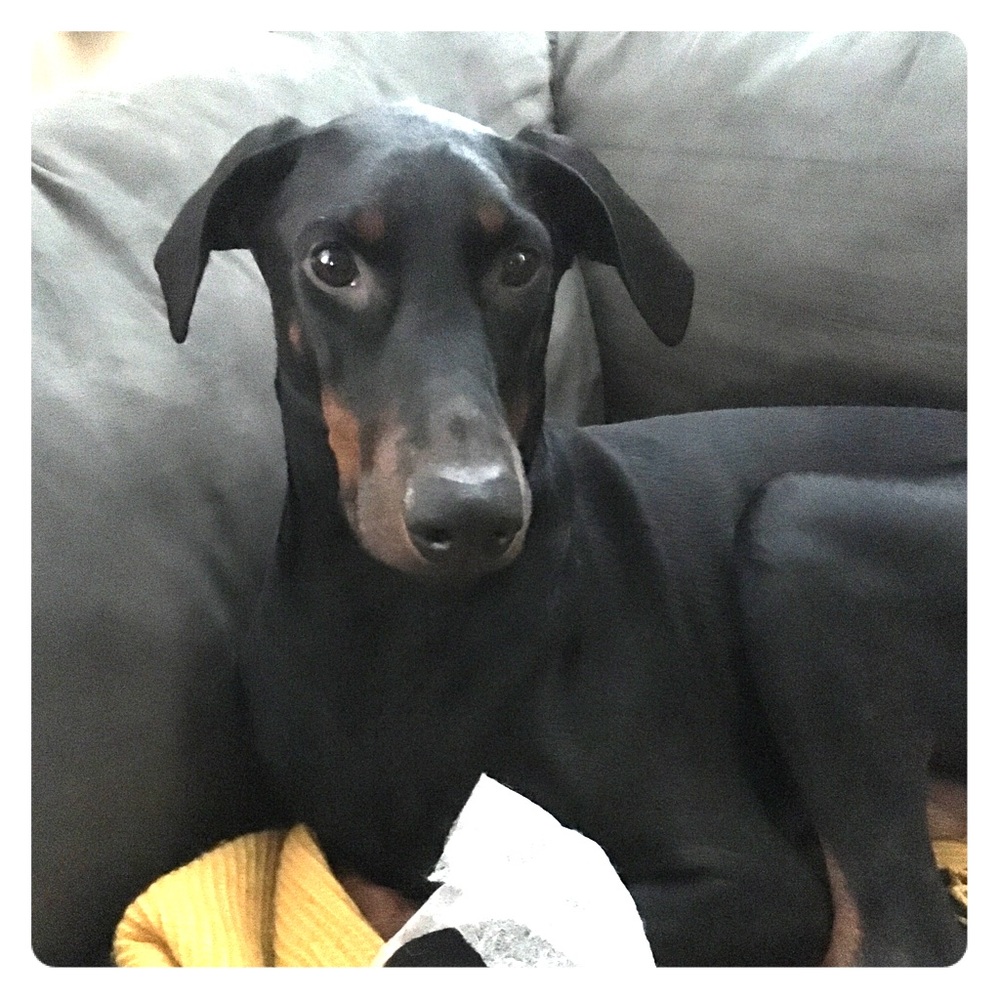 Romy Girl (not for sale) 🐾 Doberman